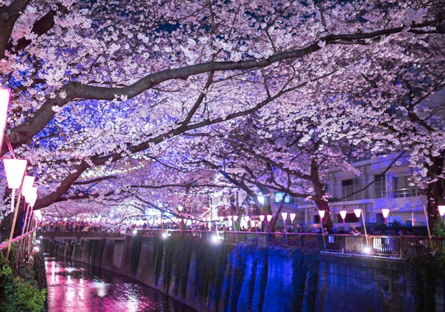 写真：恋愛関係を進展させる「お花見スポット」の条件