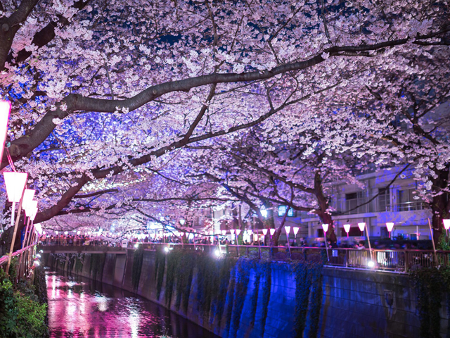 夜桜と恋愛効果