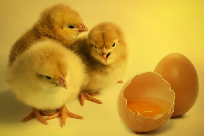 写真：困難と幸せは、鳥と卵のような関係にあります