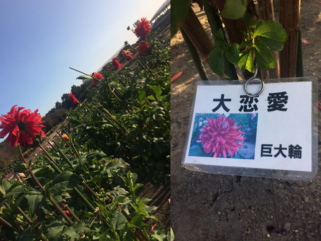 大恋愛の花