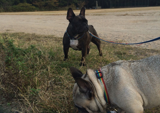 愛犬の銀次郎